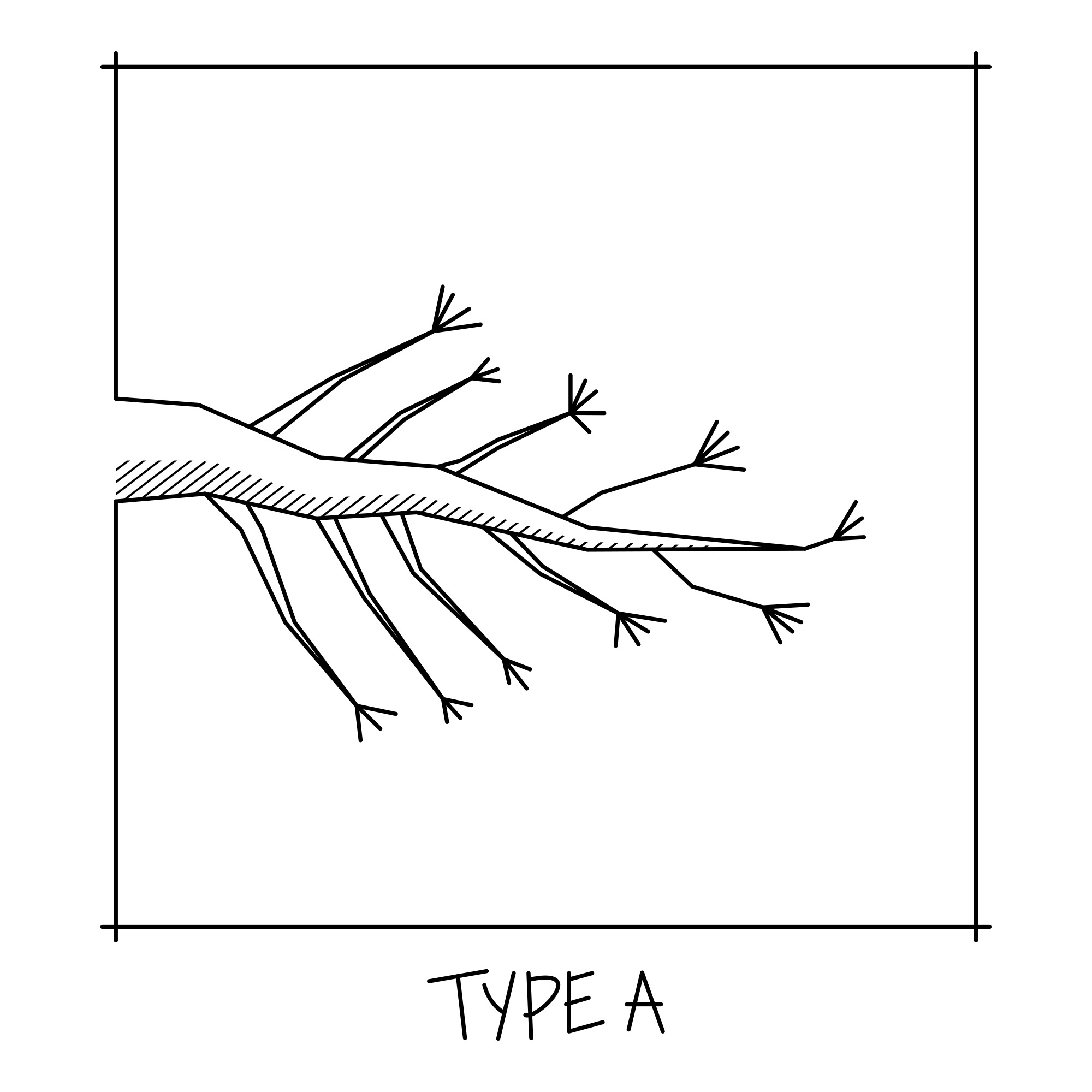 bonsai_Branch_structure